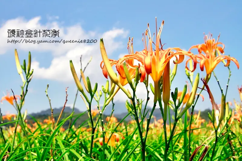 秋季之旅黃金花海。頭社金針花季