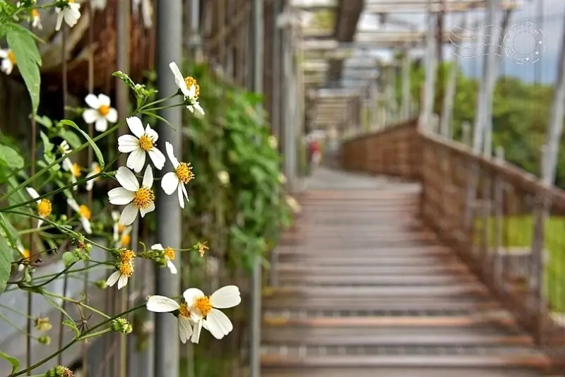 慶和橋津梅棧道