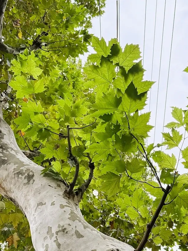 2025蟹逅故事江南D4. 10/21㊁📸烏鎮風景區、敘昌醬