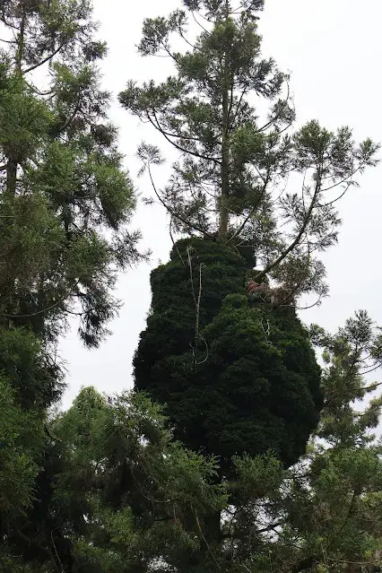 奮起湖老街 (阿里山國家風景區)