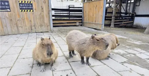 新竹香山廢物媽媽育兒農場親子互動樂園，寓教於樂的教育之旅！~