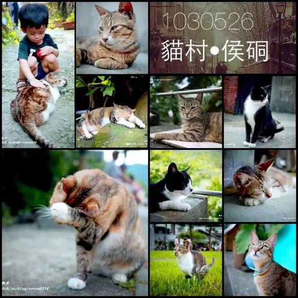 【新北瑞芳】攝影者的天堂,拜訪貓村♥有夢最美,拍貓趣~侯硐♥