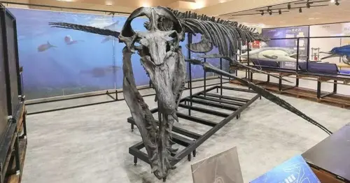 新竹親子景點推薦！化石先生海中霸王特展，大小朋友玩翻侏儸紀深海。