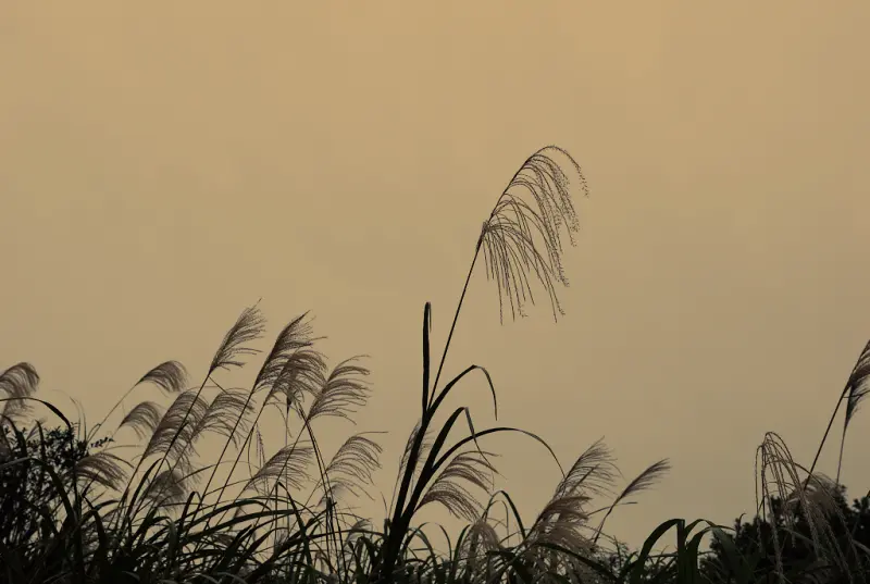 陽明山‧冷水坑