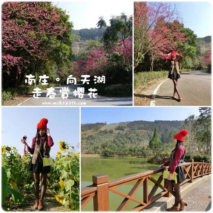 走春賞櫻趣│南庄向天湖♥讓人一路哇哇叫～馬路邊隨手拍，整路都美景!!