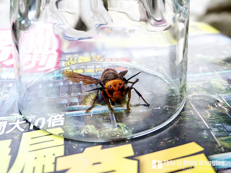 【機車環島】10-Ngaayho！牛山呼庭，可怕的虎頭蜂！ [花蓮壽豐]