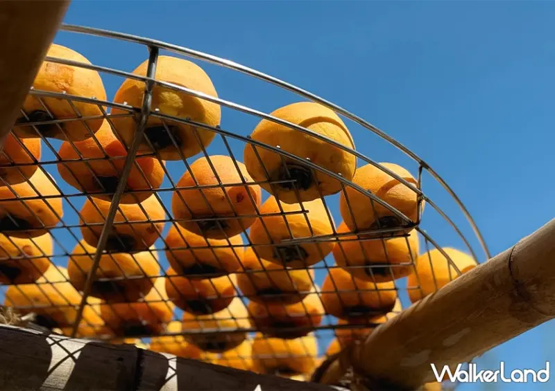 新竹柿餅季來了！味衛佳柿餅觀光農場 整片柿餅海超好拍，30元柿餅冰必吃。