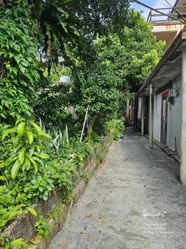九份神隱之森 森林系秘境民宿 景觀下午茶 九份三天兩夜輕旅行