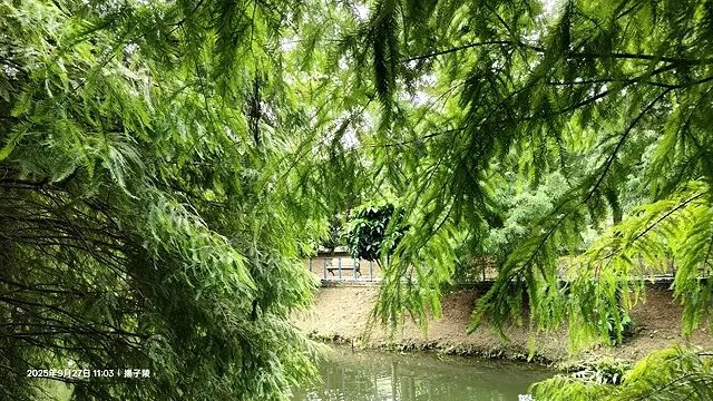 2025桃園長庚養生村落羽松最新現況分享，9/27現場直擊，