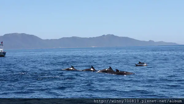 宜蘭/頭城【龜山朝日號 賞鯨之旅】乘風破浪，賞鯨豚兼賞龜山島~        
      