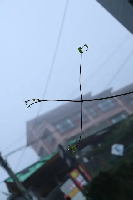 奮起湖老街 (阿里山國家風景區)