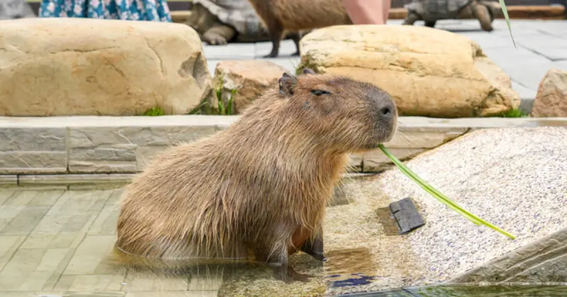 新竹親子景點推薦7選！新竹親子農場 新竹親子餐廳一次看，連假遛小孩去。