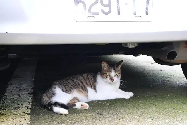 奮起湖老街 (阿里山國家風景區)  - 林鐵宿舍群 - 虎斑貓