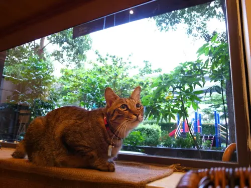 GRD日誌---29072010 Coffee Sweet：台北市的極品咖啡