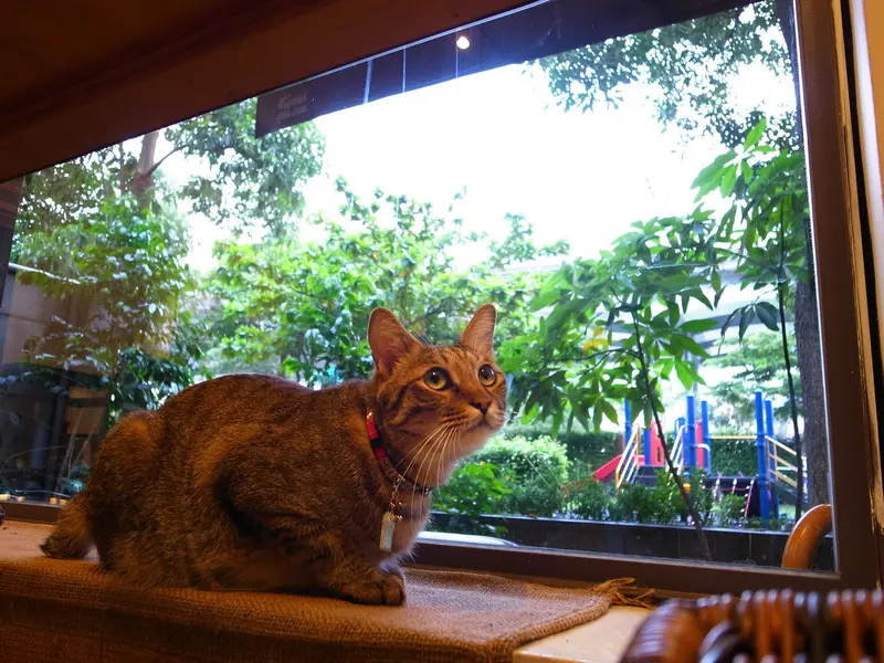 GRD日誌---29072010 Coffee Sweet：台北市的極品咖啡