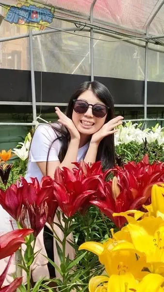 活動分享【2025阿里山百合花季】秋日浪漫的嘉義阿里山賞花之