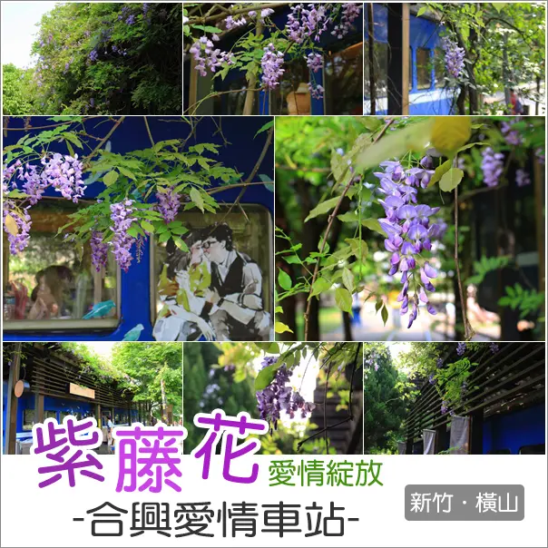 橫山｜N訪的合興愛情車站紫藤花也悄悄綻放~鐵軌上的紫藤花好美