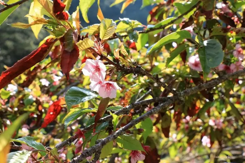 【百岳】玉山前峰(二刷)一日單攻《 3個小隊友(3歲7歲