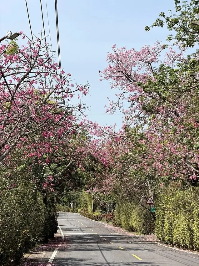 2025從粉紅花海走進海底龍宮，我的淡水奎柔山路(北8)美人