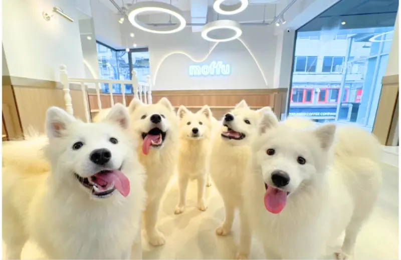 關西首間薩摩耶咖啡廳來了，大阪心齋橋moffu10月開幕，天使笑容太療癒。