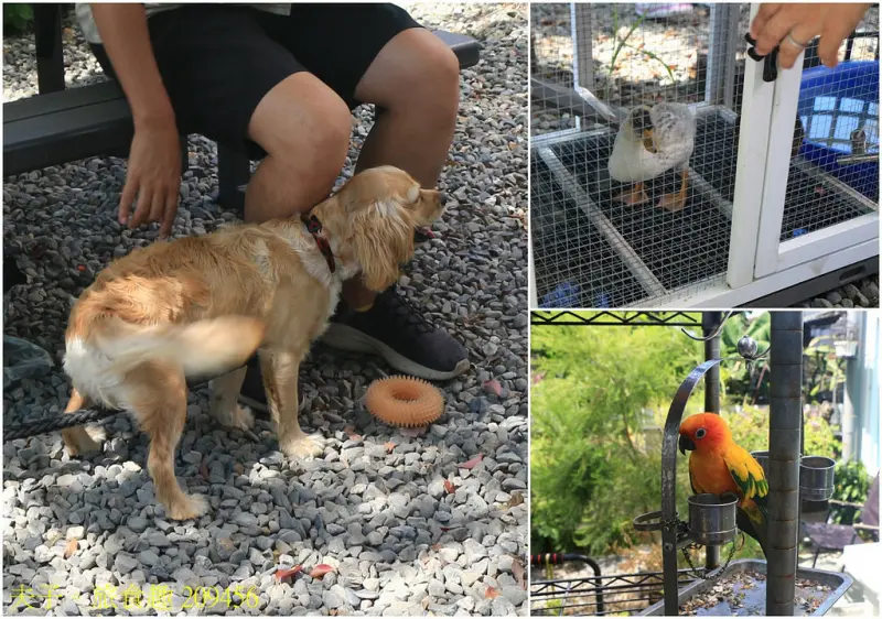 萬客來水耕蔬菜微型智慧農場 自種水耕蔬菜 新鮮直送上桌