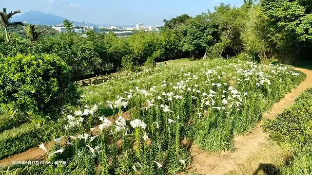 2025淡水奎柔山路百合花，05/17即時花況🌸｜同場加映：