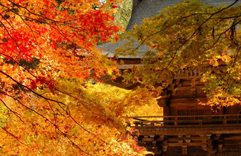 日本最美古鎮燈會，岐阜縣美濃和紙燈藝展與紅葉季，雙重享受300盞手作燈籠和火紅楓葉。