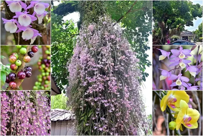 嘉義【佳鄉庭園餐館】天宮石斛蘭