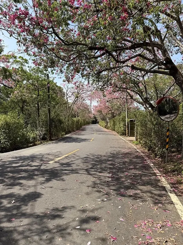 2025從粉紅花海走進海底龍宮，我的淡水奎柔山路(北8)美人