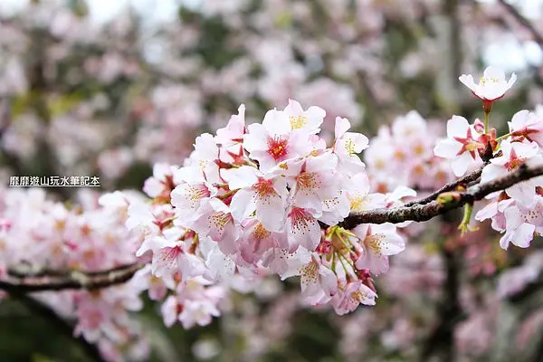 2014-2-22 明池森林遊樂區賞櫻