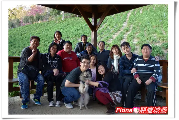 【台中。新社】沐心泉休閒會館賞櫻花