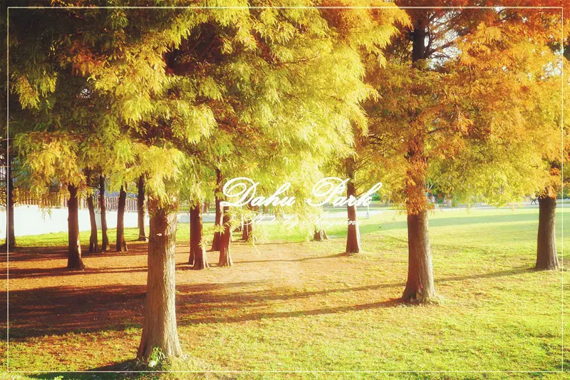 [台北。大湖公園] 台版小西湖？！耀眼黃綠紅落羽松樹林與仙境錦帶橋的邂逅