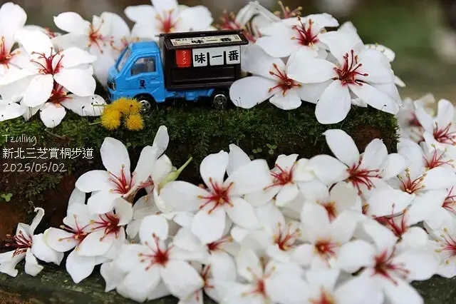 2025新北三芝賞桐步道🌸，5/2即時花況。