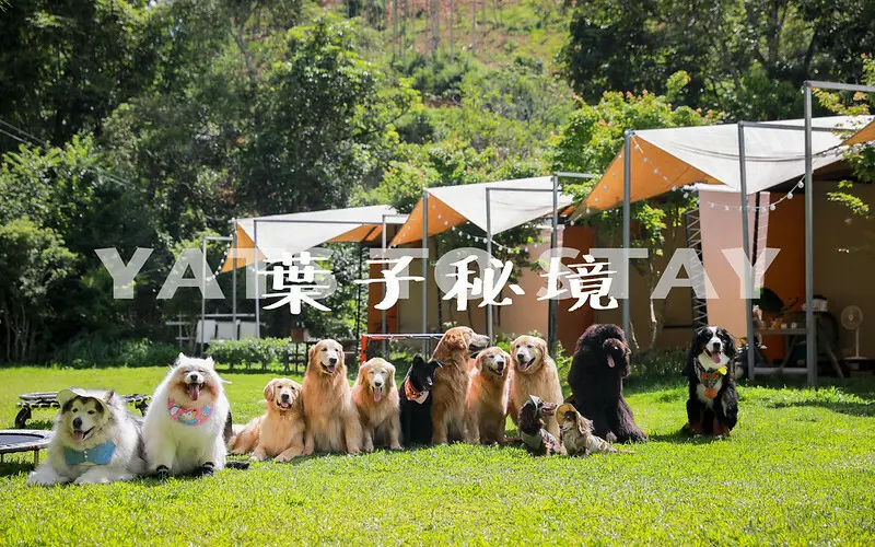 【埔里鎮/住宿】像露營又像住飯店的一泊三食森林系度假園區-葉子祕境 森林villa住宿