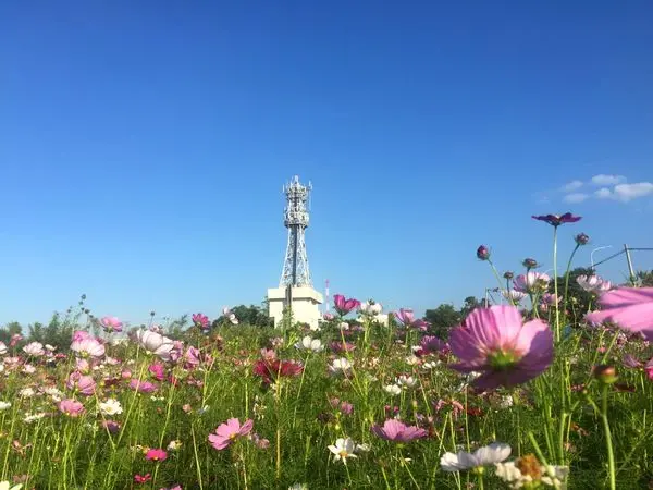 【新北】樹林南園里波斯菊開囉~ 大台北戶外半日遊
