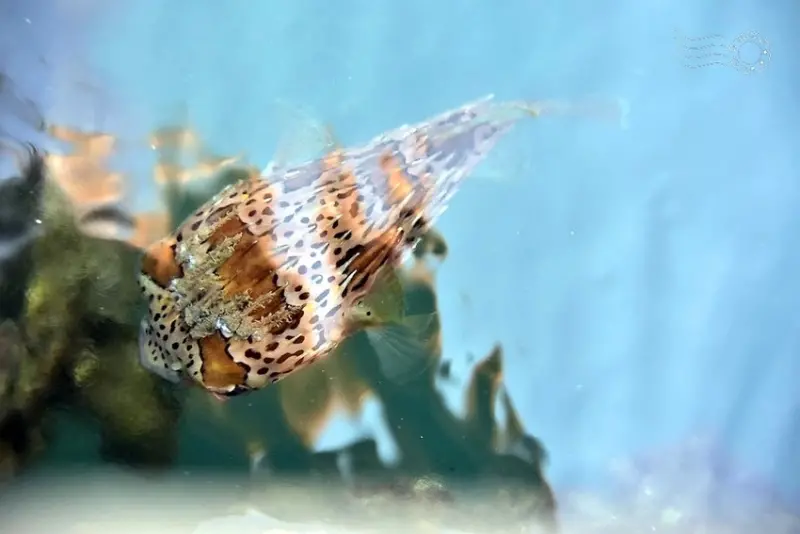 基隆正濱漁港:河豚