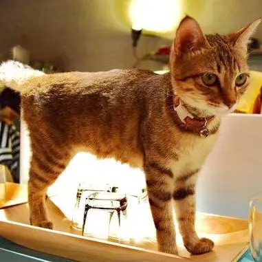 ♥松江南京日貓族-喵喵cafe