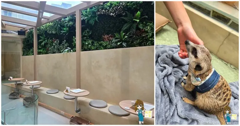 台北最萌咖啡廳！狐獴、貓咪陪吃OH MY ZOO Café，結合冰淇淋寵物友善餐廳。