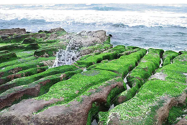 【新北石門│遊記】北海岸 隱藏版的蔓延三月綠～老梅綠石槽