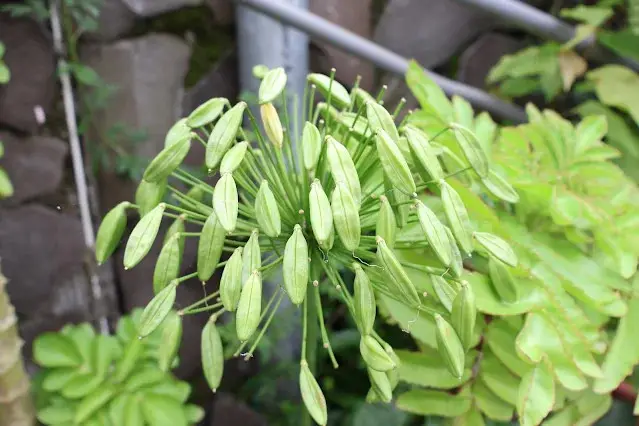 奮起湖老街 (阿里山國家風景區) - 奮起湖車站 - 百子蓮