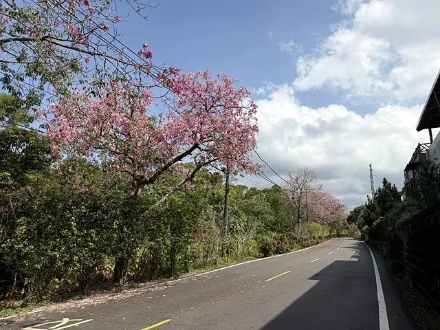 2025從粉紅花海走進海底龍宮，我的淡水奎柔山路(北8)美人