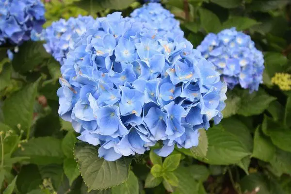 【台北旅遊】陽明山高家繡球花季-滿坑滿谷的繡球捧花-2015年05月花況