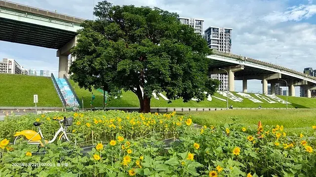 新北河濱2025繽紛花海，春日漫步夢幻花園，新北大都會公園+