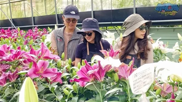 活動分享【2025阿里山百合花季】秋日浪漫的嘉義阿里山賞花之