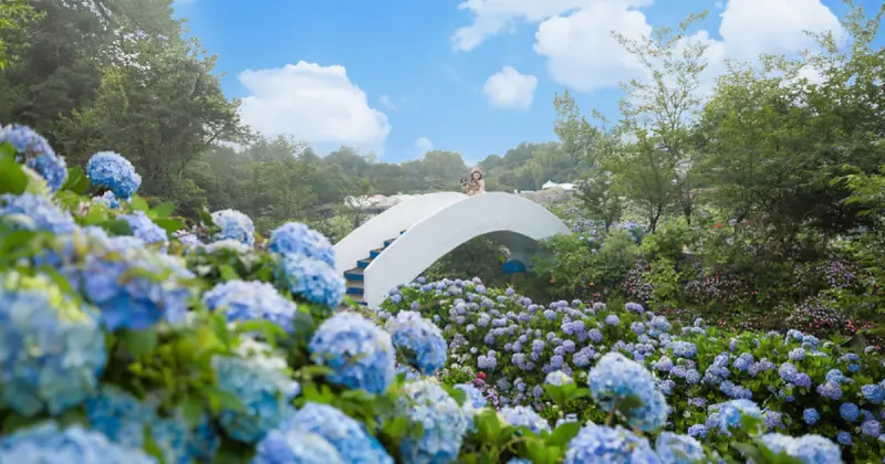 台北 新北7大繡球花海搶先看！全台最大繡球花海、陽明山竹子湖繡球花推薦。