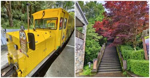 夏天避暑秘境！太平山蹦蹦車超值80元搭乘森林小火車，天然冷氣吃到飽。