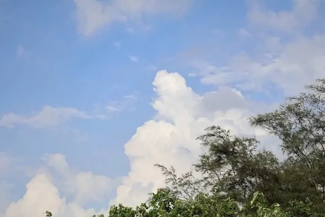 新屋濱海林蔭沙洲 (西濱公路)