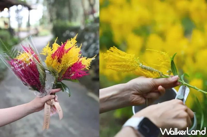 老派浪漫回歸薰衣草森林！免費入園、森林野餐套票與限定甜點打造Z世代最療癒浪漫行程。