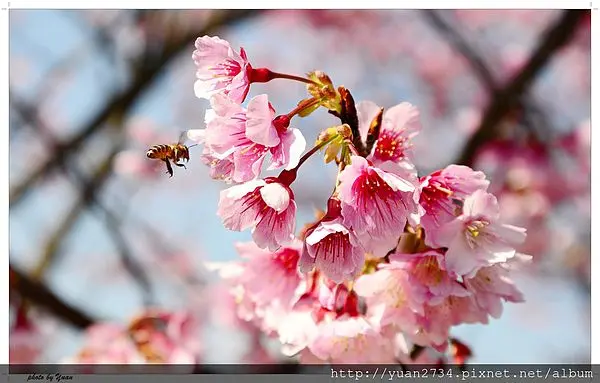 <台灣> 陽明山平菁街賞櫻