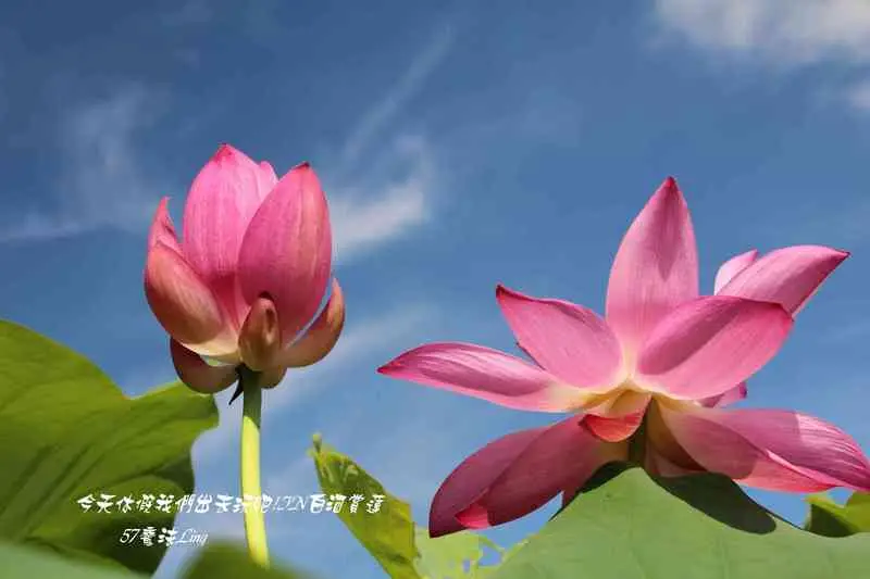 [ 台南⊙白河]賞蓮大道.蓮花公園沿路都是賞荷區.管它的大熱天.來.就對了